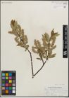 Foto von Salix maccalliana Rowlee